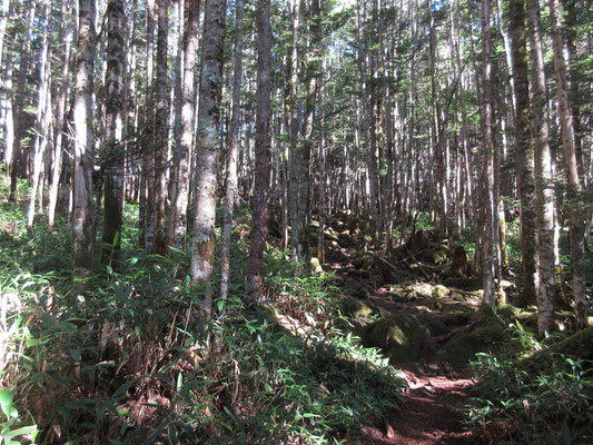 樹林帯の登りに取り付く