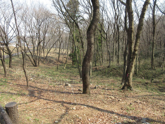 湿性自然植物園に下山する　手前の雑木林にはミツマタが植樹されていた