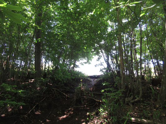 ゴンジリ峠からもうひと登りで空が見える　山頂だ
