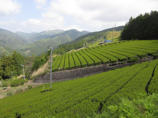 緩斜面の山肌の至るところが茶畑