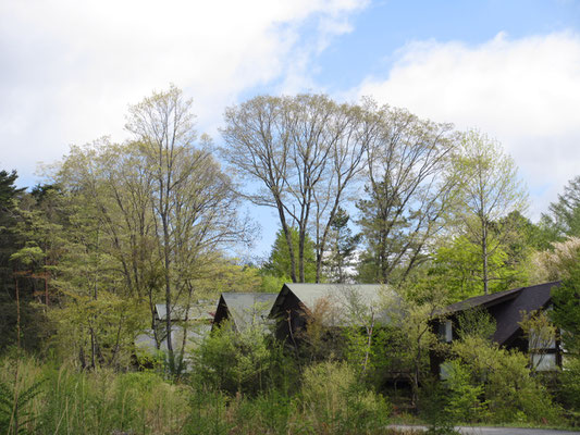 ロッジ山旅近所の緑2