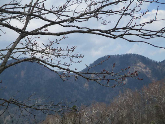 まだ芽吹きも堅い山頂部の樹木　中景のダケカンバの白い幹の枝先も同じように芽吹きを待っているはずです