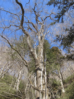 ひときわ大きな巨樹　これが御神木でもあった　