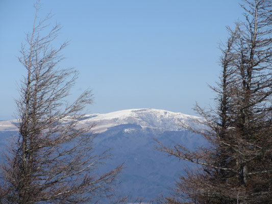 樹林前景で車山