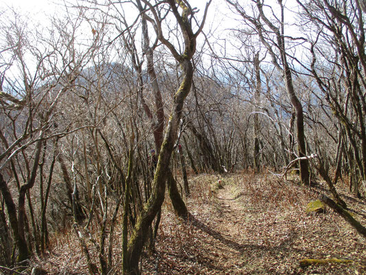 再び来た道を戻るところで、第１真富士山が向こうに見えました　今日はもう行きません