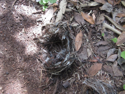 その先に鳥の巣が落ちていた　センターの人に写真を見せて尋ねたが、現物ではないので仮定だがオオヨシキリの巣かもしれない