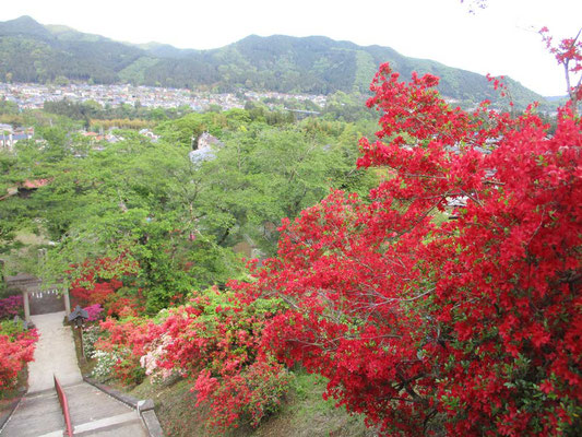 見事なツツジ庭園の愛宕神社内