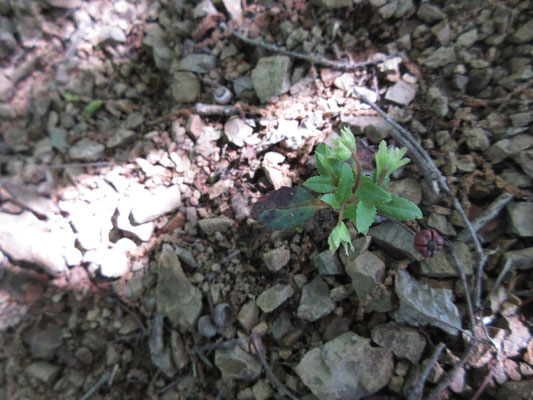 先程見つけたウメガサソウが再び登場　今見ているのは、花のようなのは萼で、中の白い玉のような部分がこれから咲く花らしい