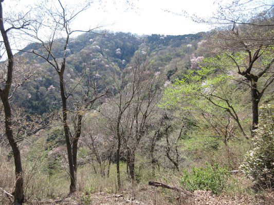 荻野高取山北尾根のサクラ