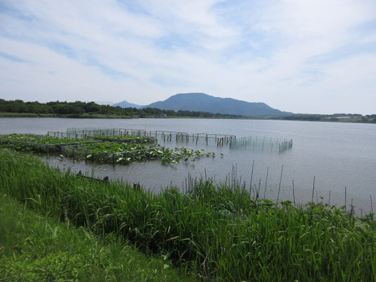 美味しい昼食の後はしばしドライブで佐潟へ　以前登った角田山が見える　当時は山麓にこんな潟が広がっているとはつゆ知らず…