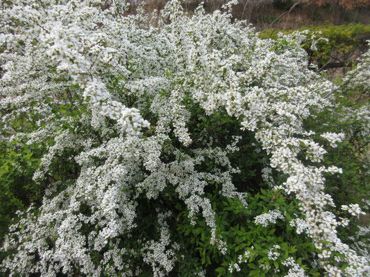 ユキヤナギが花盛り