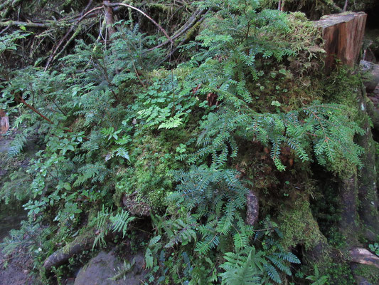 そこからの登りは湿度の高い、苔やシダの世界