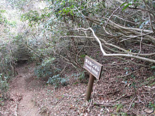 縦横無尽に枝をのばしたお茶の木のトンネルを通過