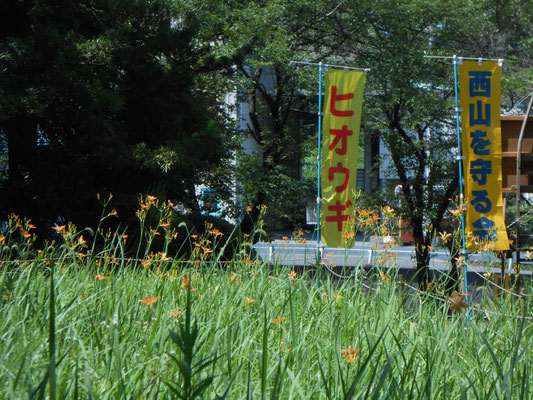 ヒオウギは珍しい花ですし、これほどの群生はまず見られないです