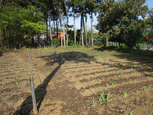 ヒオウギ田圃も除草が成され、着々と整えられている