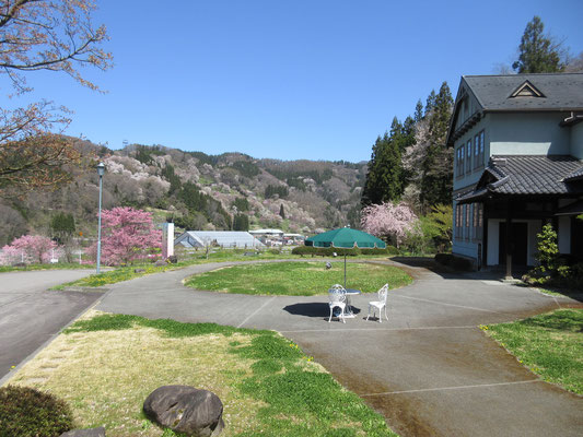 到着した小川村にて、まずは前回Mさんに案内して頂いたように「ふるさとらんど小川」に立ち寄る　すでにここで、もう桜いっぱい