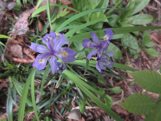 池を通り過ぎる頃に出会った紫色の花 ヒメシャガ! 初めての出会いかもしれない