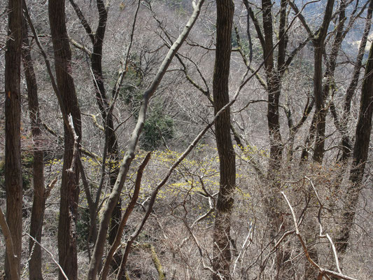 輝く梢の合間にダンコウバイの黄色が煙る　春らしい景色