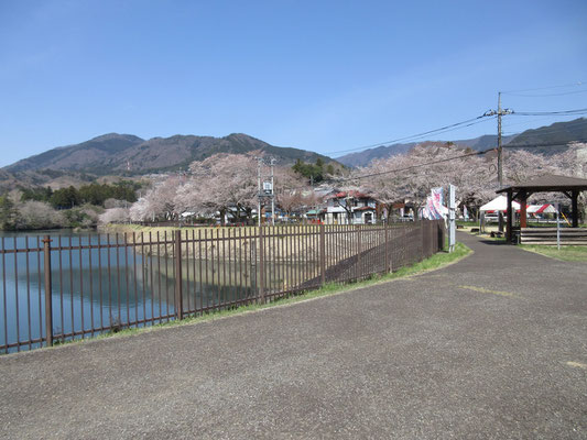 のんびりしていて、まだ「桜まつり」のテントの組み立てをしている所だった　
