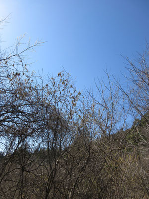 それにしても雲一つない青空　春には珍しく午後になってもスッキリとした空気