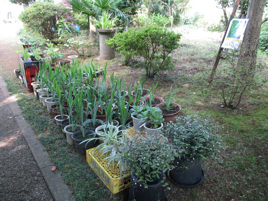 大人気のヒオウギの鉢植え　種から育てるよりずっと手軽に自宅でもヒオウギの花が楽しめます