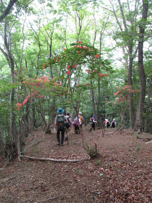 下山の高取山北尾根は気分のいい尾根ですが、それにヤマツツジが彩りを添えています