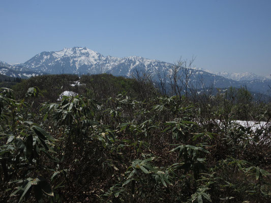 ここでも八海山が立派