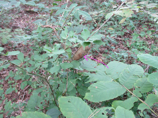 ピンクの→の先にクスサンの繭　これが沢山落ちていた