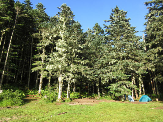 南御室小屋のテント場は樹林に囲まれている　そこには驚くほどのサルオガセが木を飾っていた