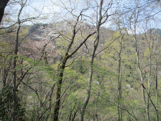 大たるみを越えて、こんどは高取山の北尾根を下り始める　少し下ると新芽の淡い緑が多く彩り豊かになってくる