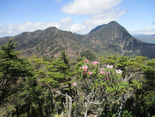 当日はガスの中の急登であまり暑くなくて助かりました。しかし山頂の見晴台ではここだけ晴れているのか？と言った好天で、目の前の皇海山や日光・尾瀬方面までよく見えました