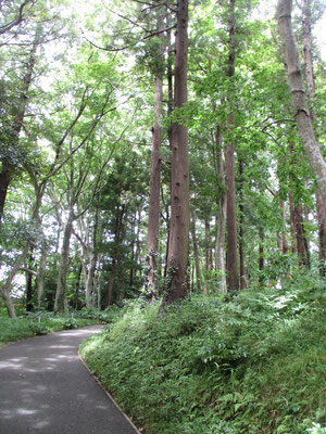 美術館へは森の小径と言った雰囲気　ホタルブクロやシモツケが咲いていました