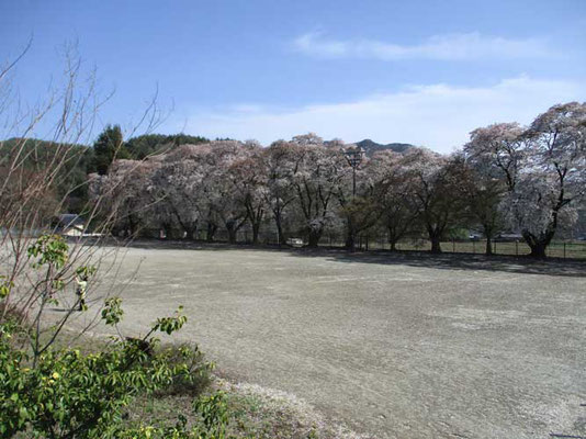 桜の花びらが一面に散っていた校庭