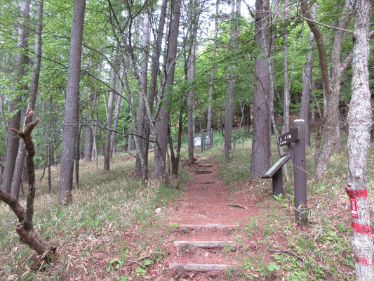 整備された登山道　奥にシカ柵用の出入り口が設置されている