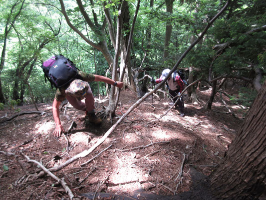 再びの急登　しかし落ち葉の堆積がなくなり、ヒルの心配もほぼなくなり登りに集中できる