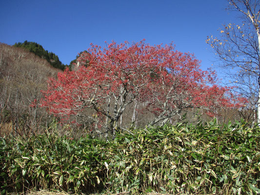 登山口にあった“満開”のマユミの木　赤く見えるのは花ではなく実です