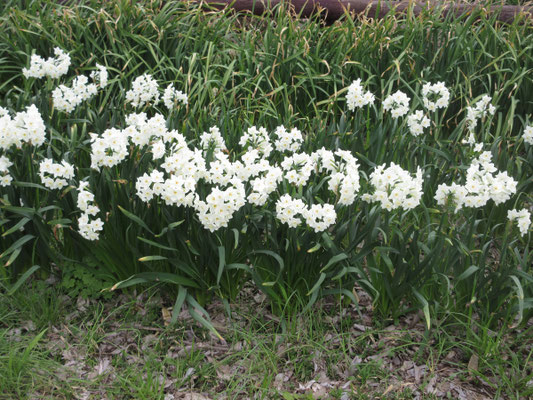 そしてこちらは純白のスイセンがまだ花盛り