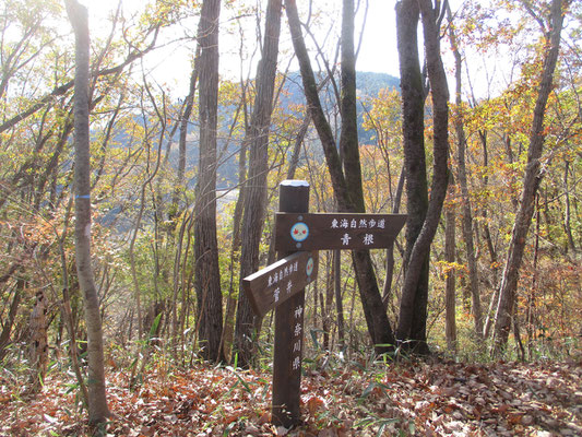 樹林越しに丸く見えるのが舟山