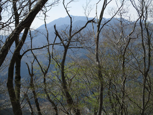 夏では見ることのできない枝越しの大山