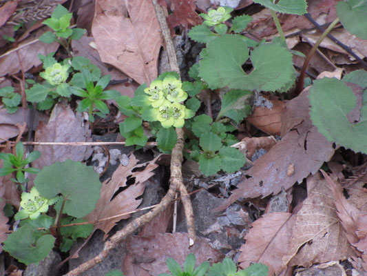 歩き始めるとすぐに春の花　これはイワボタン？