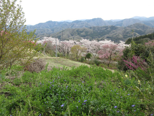 曾遊の山々と桜を堪能して帰路に着きました