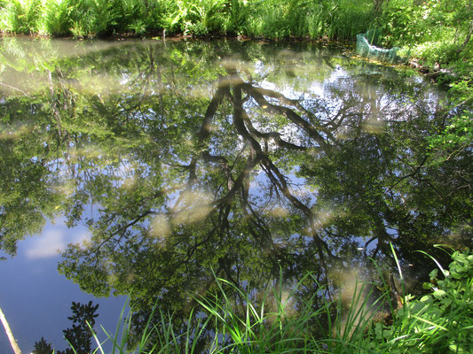 池面に樹木や空が木漏れ日と一緒にくっきりと映る