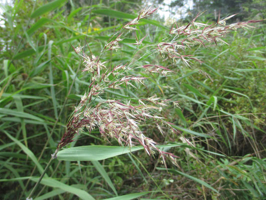 ヨシでしょうか　花が咲いています