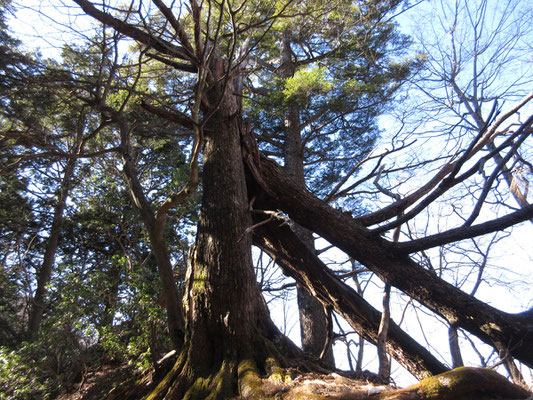 妙法ヶ岳への稜線は、両脇が切れ落ちているし、どうやら落雷が多いらしくこんな木が何本かあった