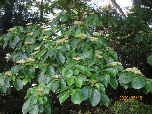 花も終わり、花柄が残った姿