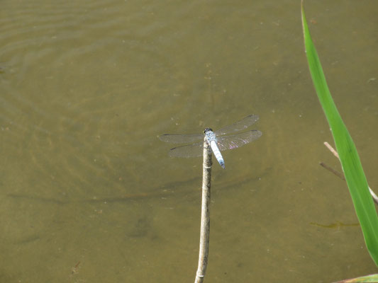 小さな水の溜まりにはギンヤンマ