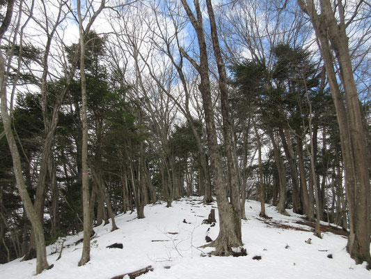 これを登りきれば山頂