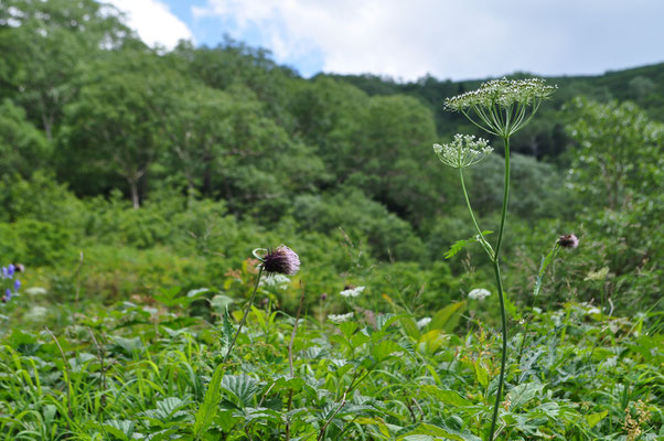 花を前景に谷を見上げる