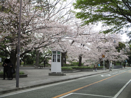 白い公衆電話ボックスと桜の山手通り