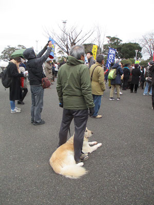 おとなしくお利口にしているわんこ